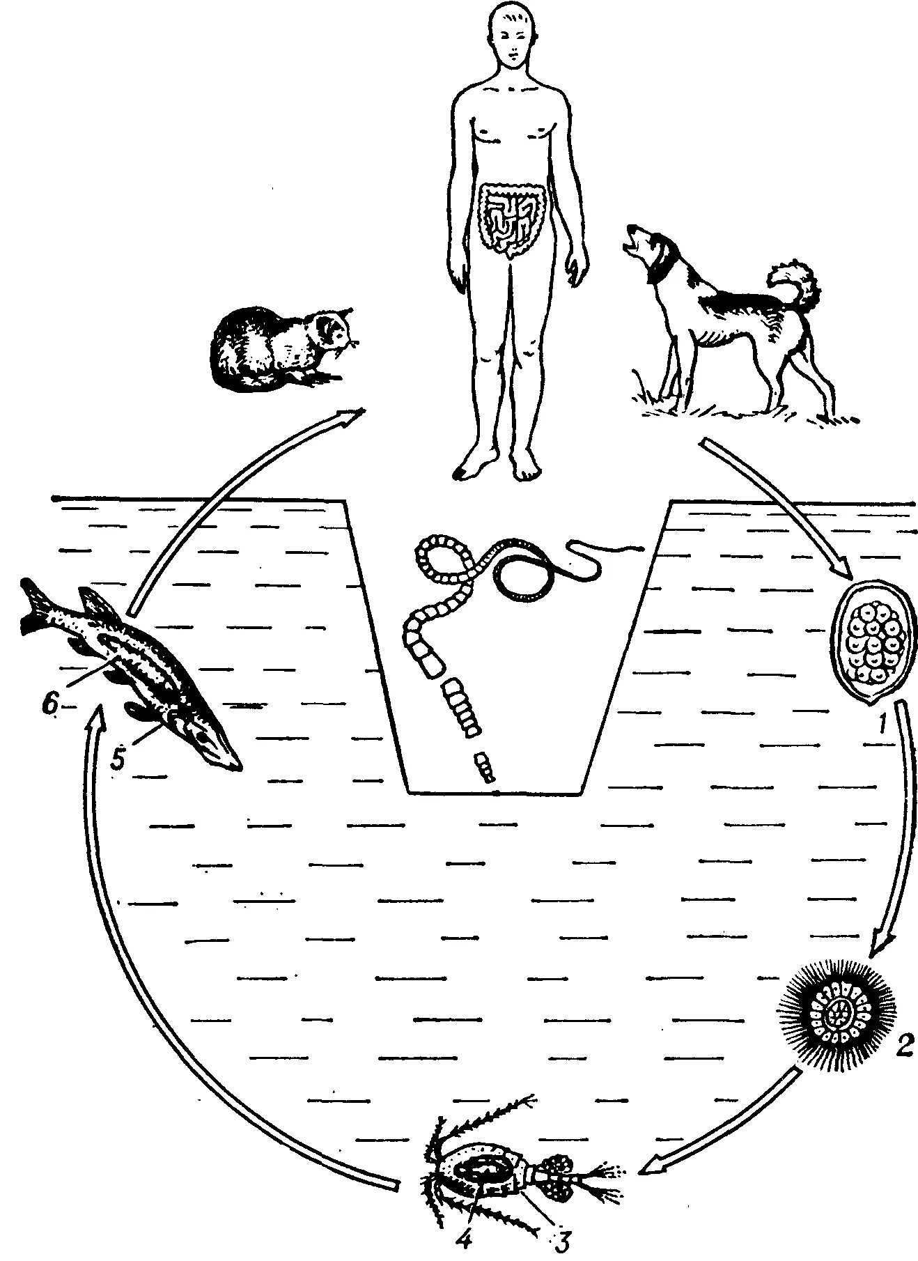 Diphyllobothrium жизненный цикл. Цикл широкого лентеца схема. Широкий лентец жизненный цикл схема. Жизненный цикл широкого лентеца.