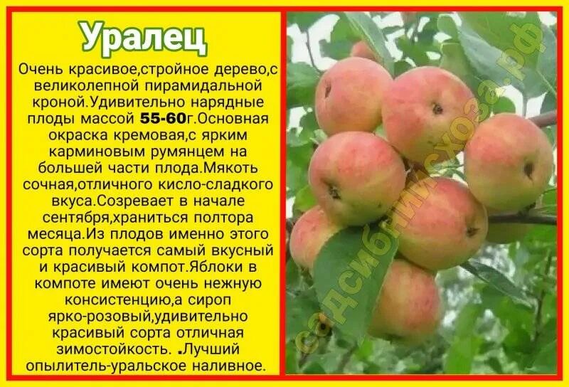 Яблоня описание сорта фото отзывы морозостойкость опылители