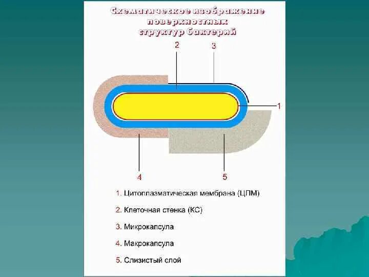 Микрокапсула бактерий. Макрокапсула капсула бактерий. микро и макро капусла бактерий. микрокапсулы бактерий. структура бактериальной клетки.