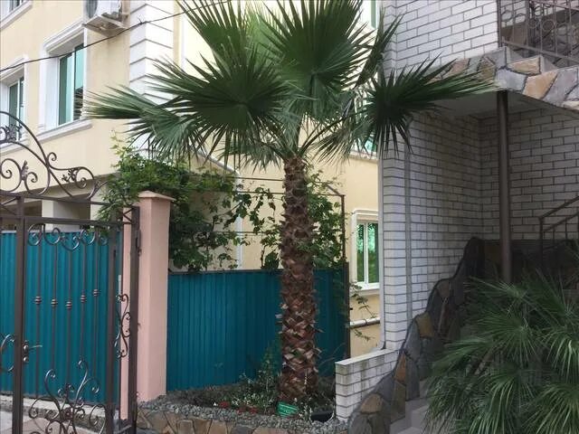 Лазаревское аркадия. Гостевой дом аркадия лазаревское ул мирная. лазаревское улица мирная. мирная 4 лазаревское. лазаревское ул мирная 6.