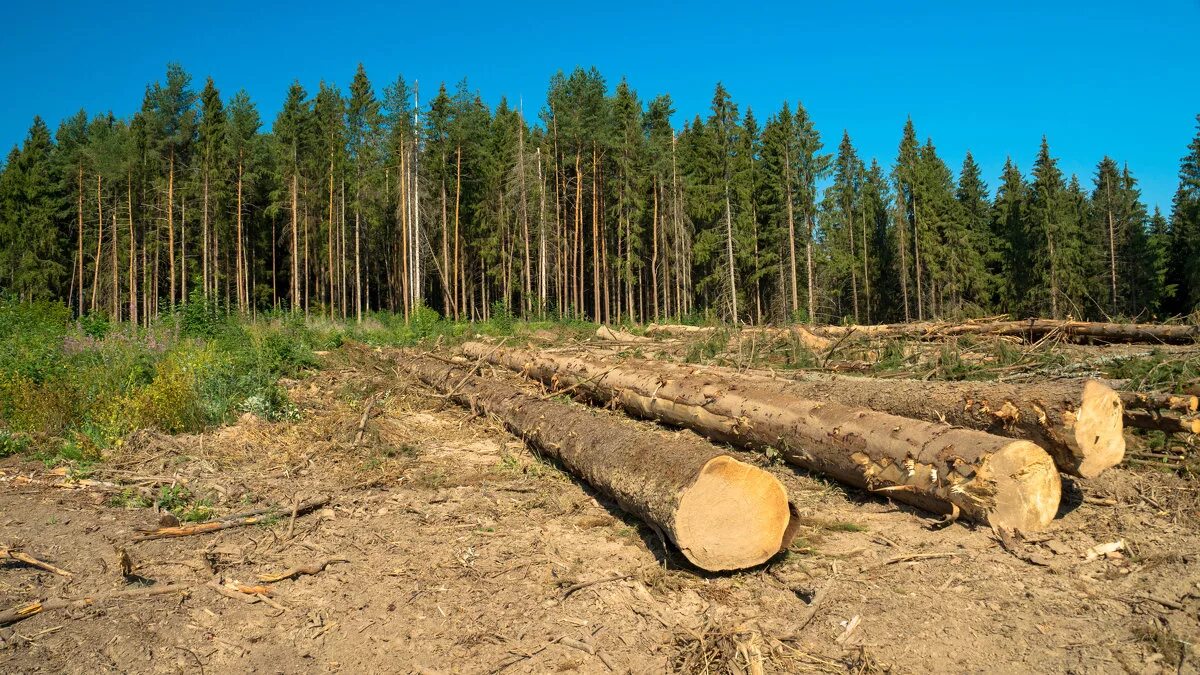 Районы деревообработки. Лесная делянка. Заготовка древесины. Делянка леса. Заготовка леса.