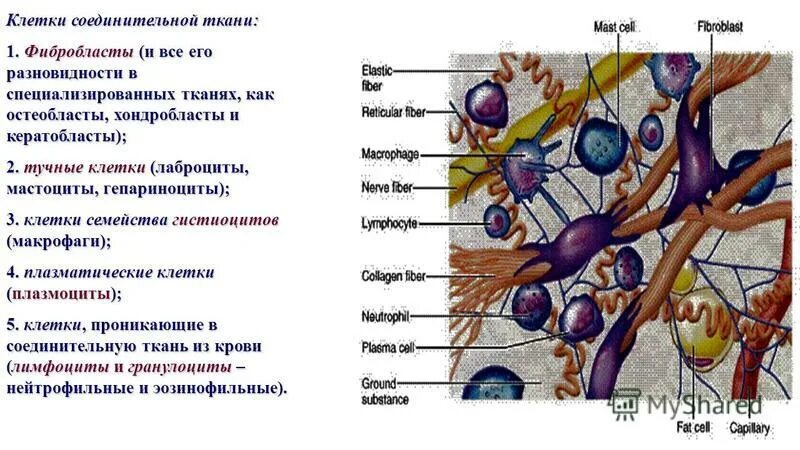 Какие клетки у 7