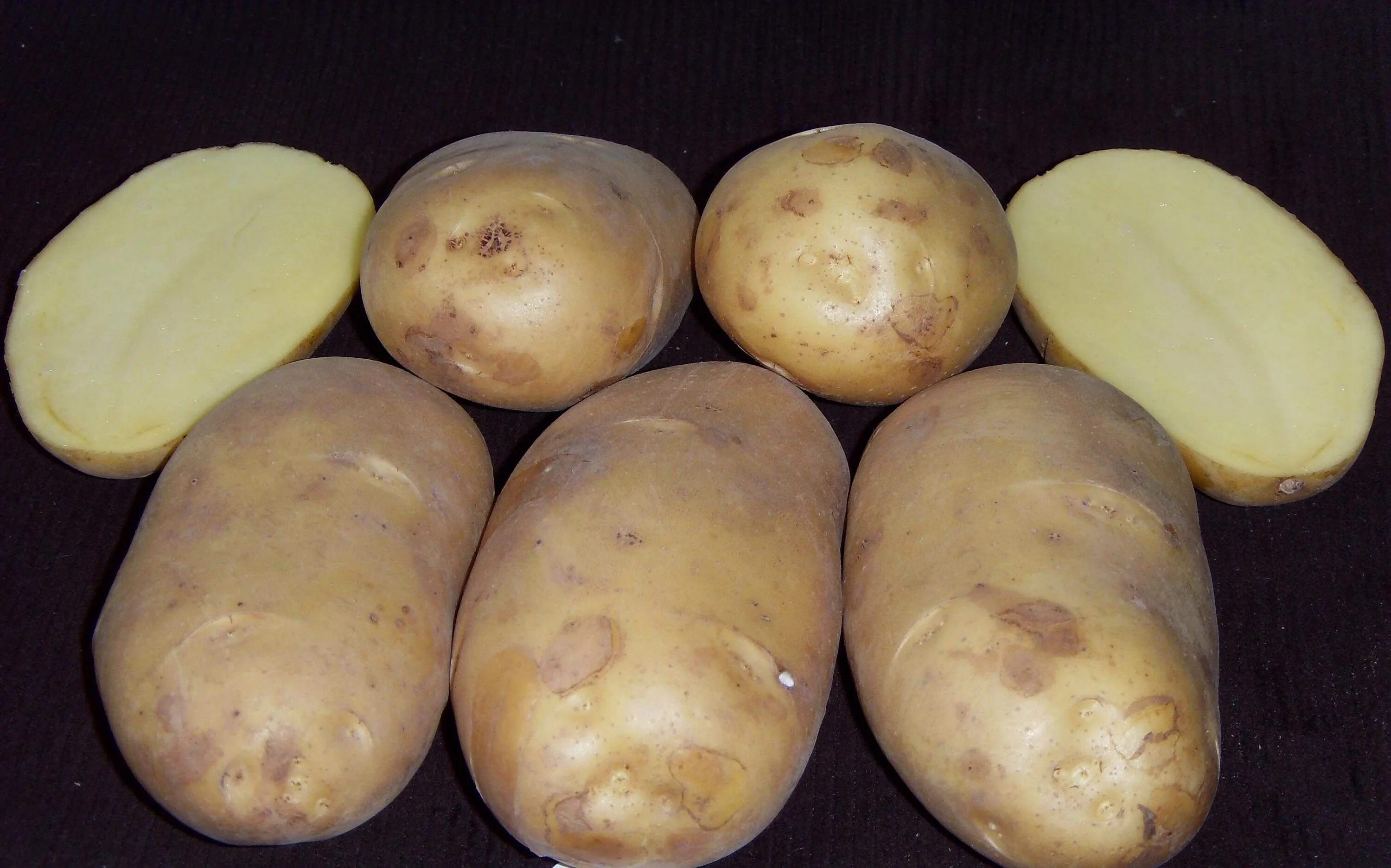 Сорта картофеля чароит. Сорт Хибинский ранний картофель. Картофель скороспелка Салават.