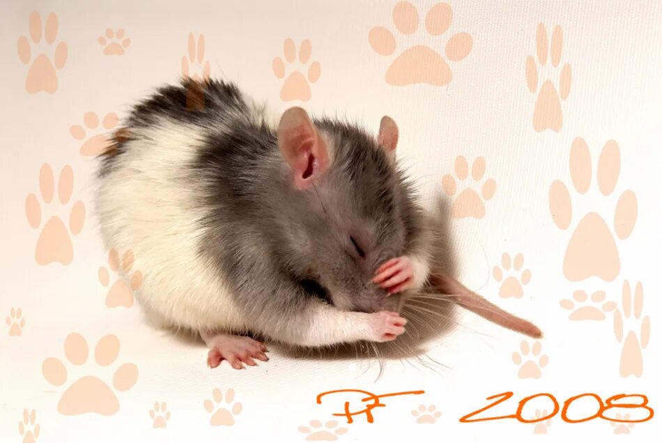 Гороскоп крысы на апрель 2024. Крыса 2022. 2008 Год крысы. Грызун года. Календарь 2008 крыса.