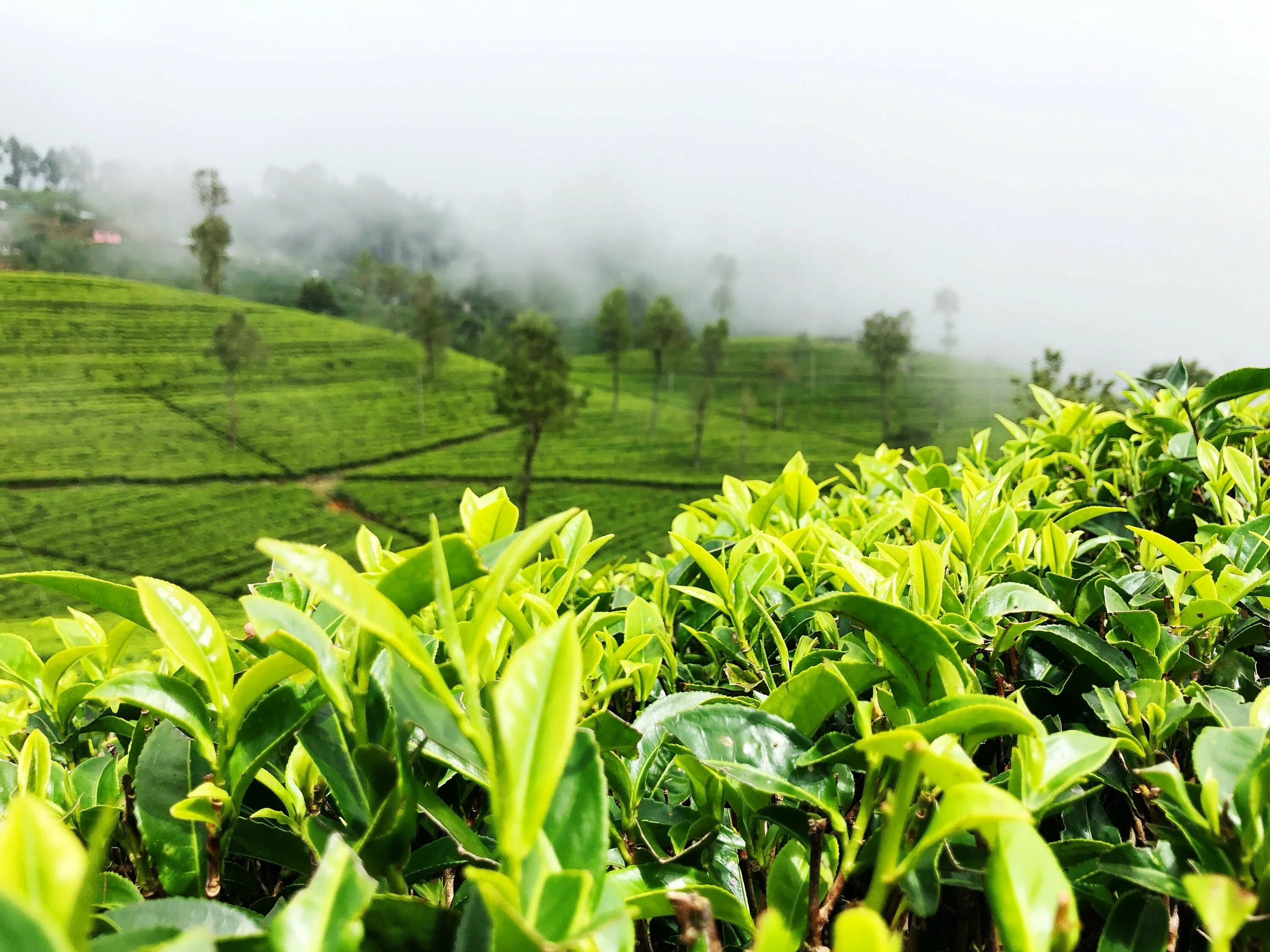 Зеленый чай шри ланка. Чайная плантация Липтон Шри Ланка. Мацеста чайные плантации. Чайные плантации Шри Ланки. Шри Ланка плантации чая.