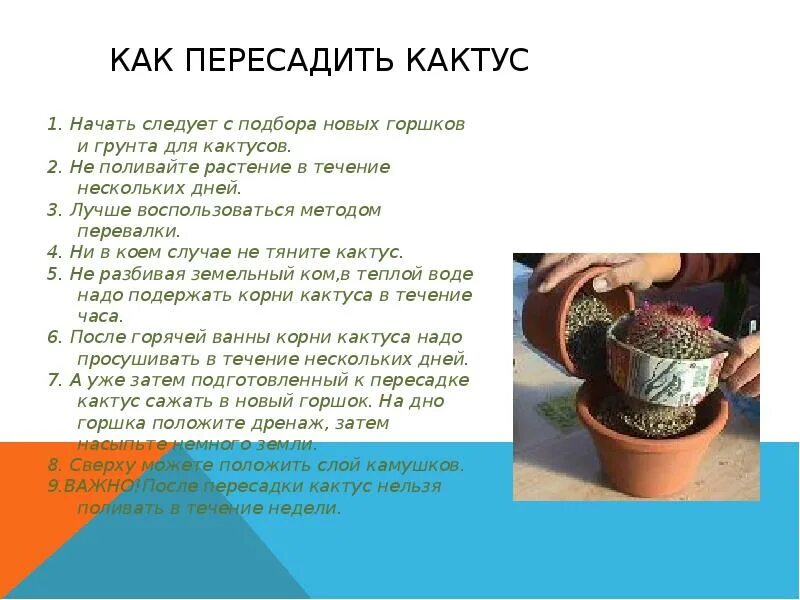 Пересаживание кактусов. Приспособление для пересадки кактусов. Пересадить кактус в другой горшок. Пересадить кактус в горшок. Приспособление для пересадки кактусов.