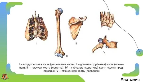 Трубчатые губчатые плоские кости. Трубчатая плоская губчатая смешанная кости. Трубчатая кость и губчатая кость. Короткие губчатые кости.