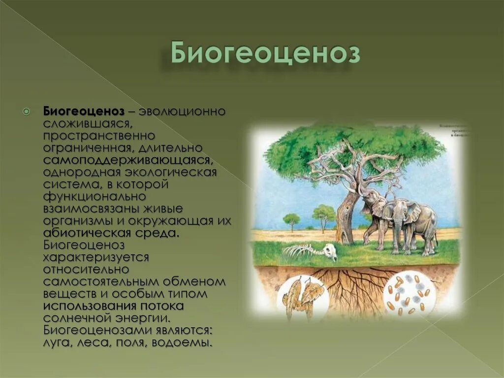 Что называют биогеоценозом