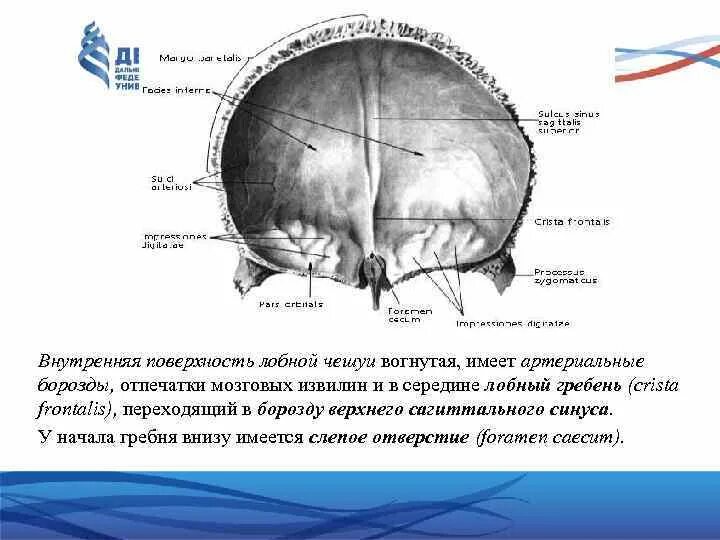 Лобная кость черепа человека. Кости черепа лобная кость. Лобная кость внутренняя поверхность. Борозда верхнего сагитального синуса теменной кости рисунок.