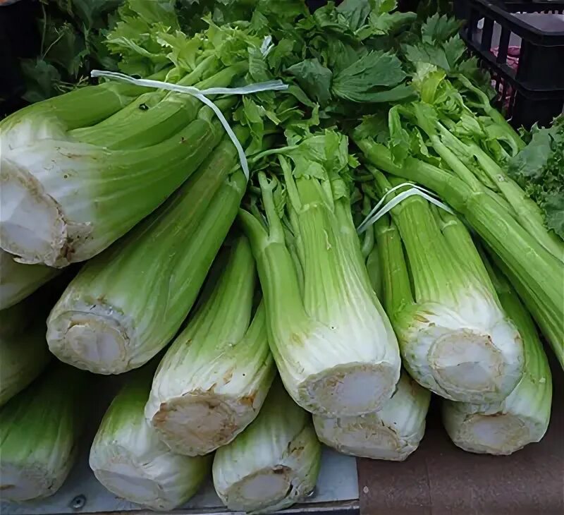 Сельдерей паскаль. Сельдерей Юта. Celery.