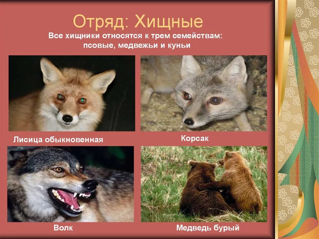 Отряд хищные подотряды. К отряду хищные относятся. Семейство млекопитающих отряда хищных. Семейство млекопитающих отряда хищных. Общая характеристика хищников млекопитающих.