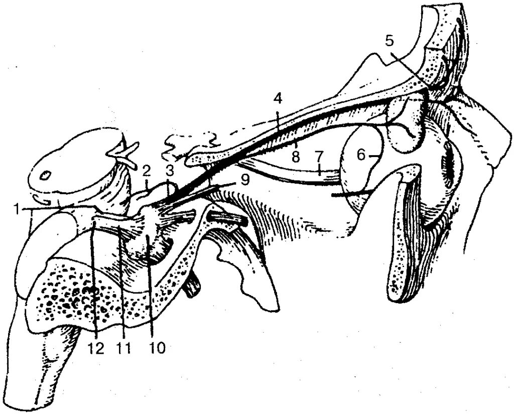 Тройничный черепной нерв. Анатомия глазной ветви тройничного нерва. Глазной нерв анатомия тройничного нерва. Глазной нерв первая ветвь тройничного нерва. 1 И 2 ветвь тройничного нерва.