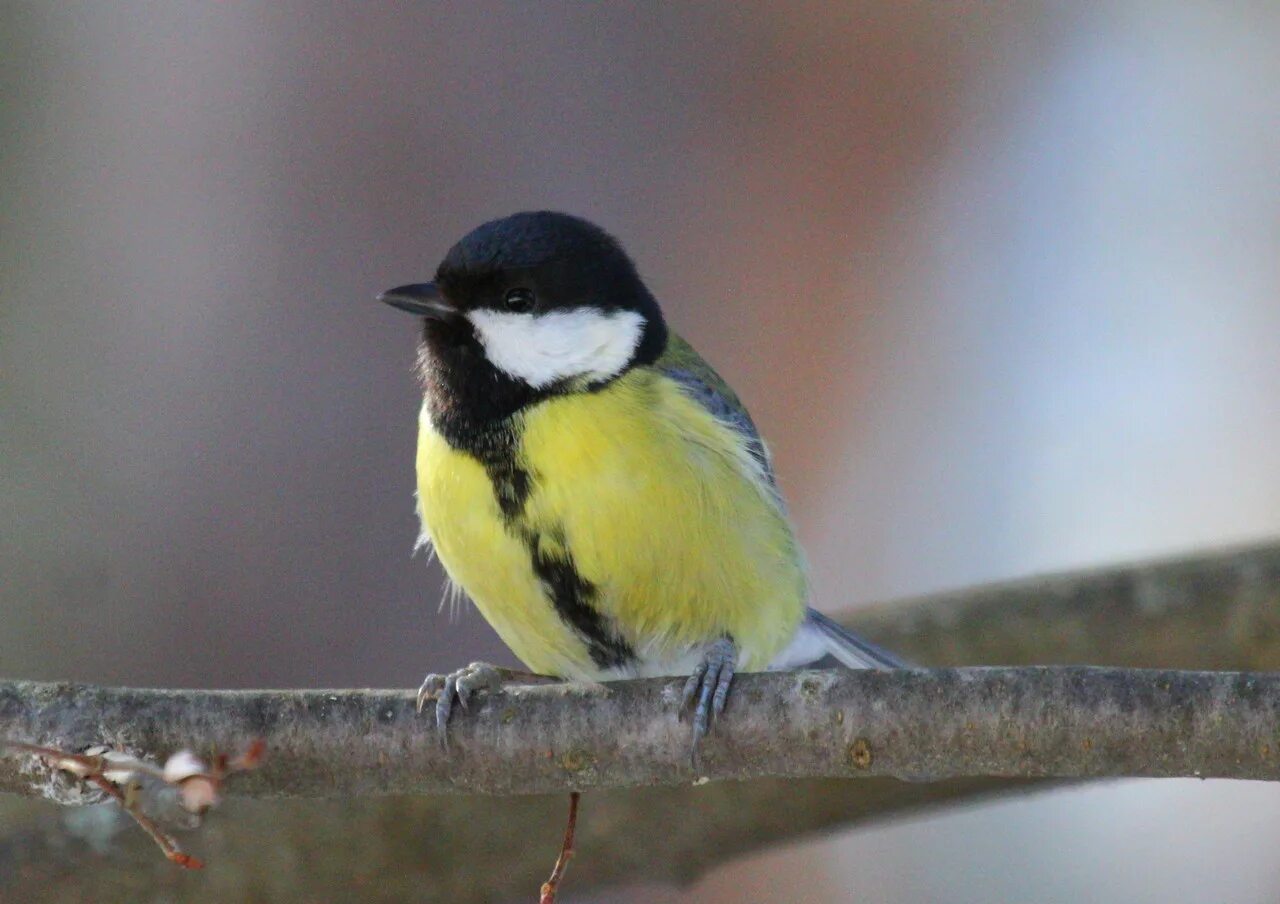 Синицу геншин. Куда делись синицы. Куда делись синицы. Синичка нахохлилась. Сказочная синичка.