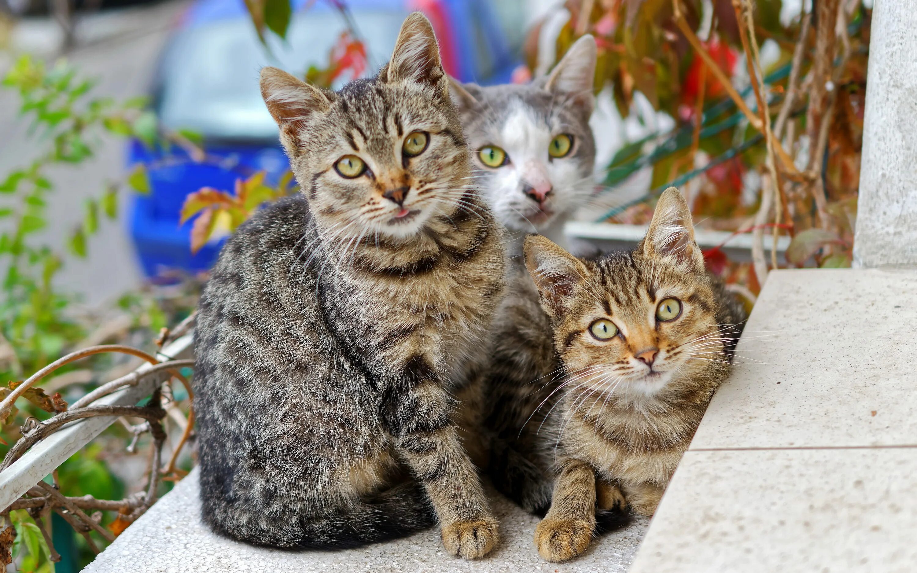 Кошки. Три котенка. Трое кошек. Кошка и 3 котенка. 3 кота интернет