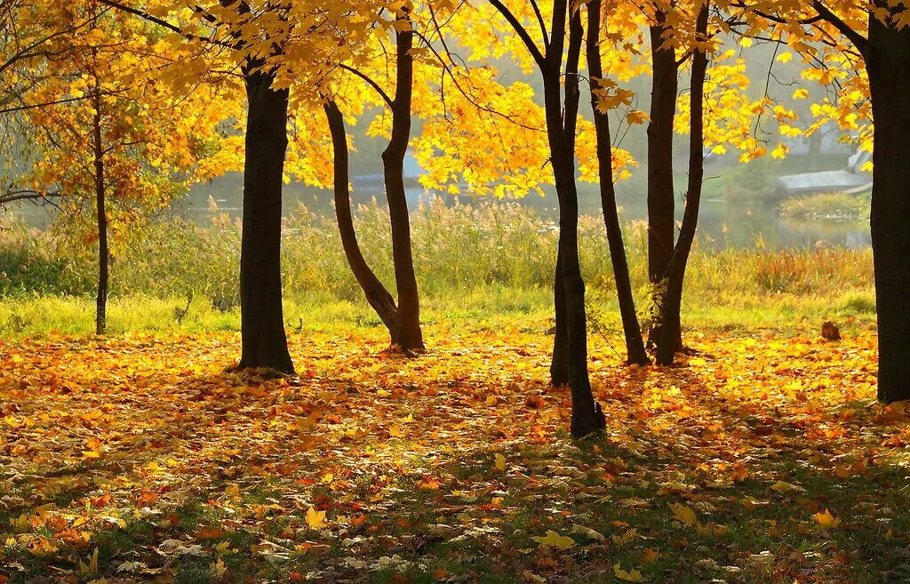 золотая осень вопросы