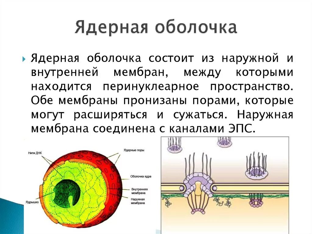 Растворение оболочки ядра происходит в. Структура особенности строения функции ядерная оболочка. Ядерная мембрана эукариот. Строение мембраны ядра. Ядерная оболочка строение и функции.