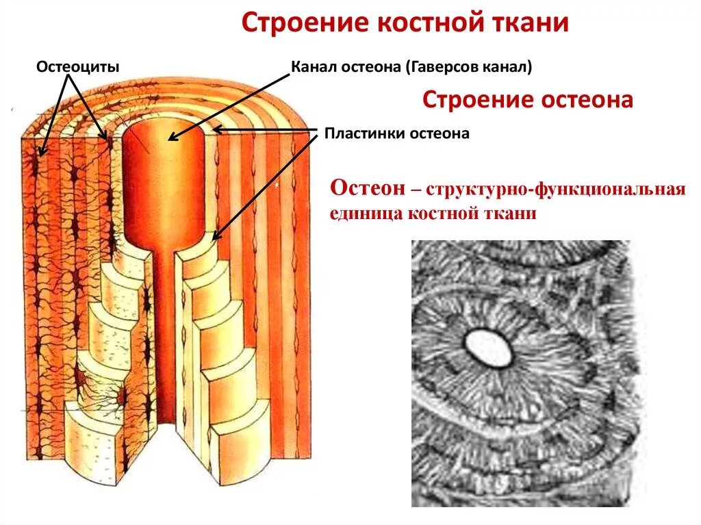 Остеон ткань