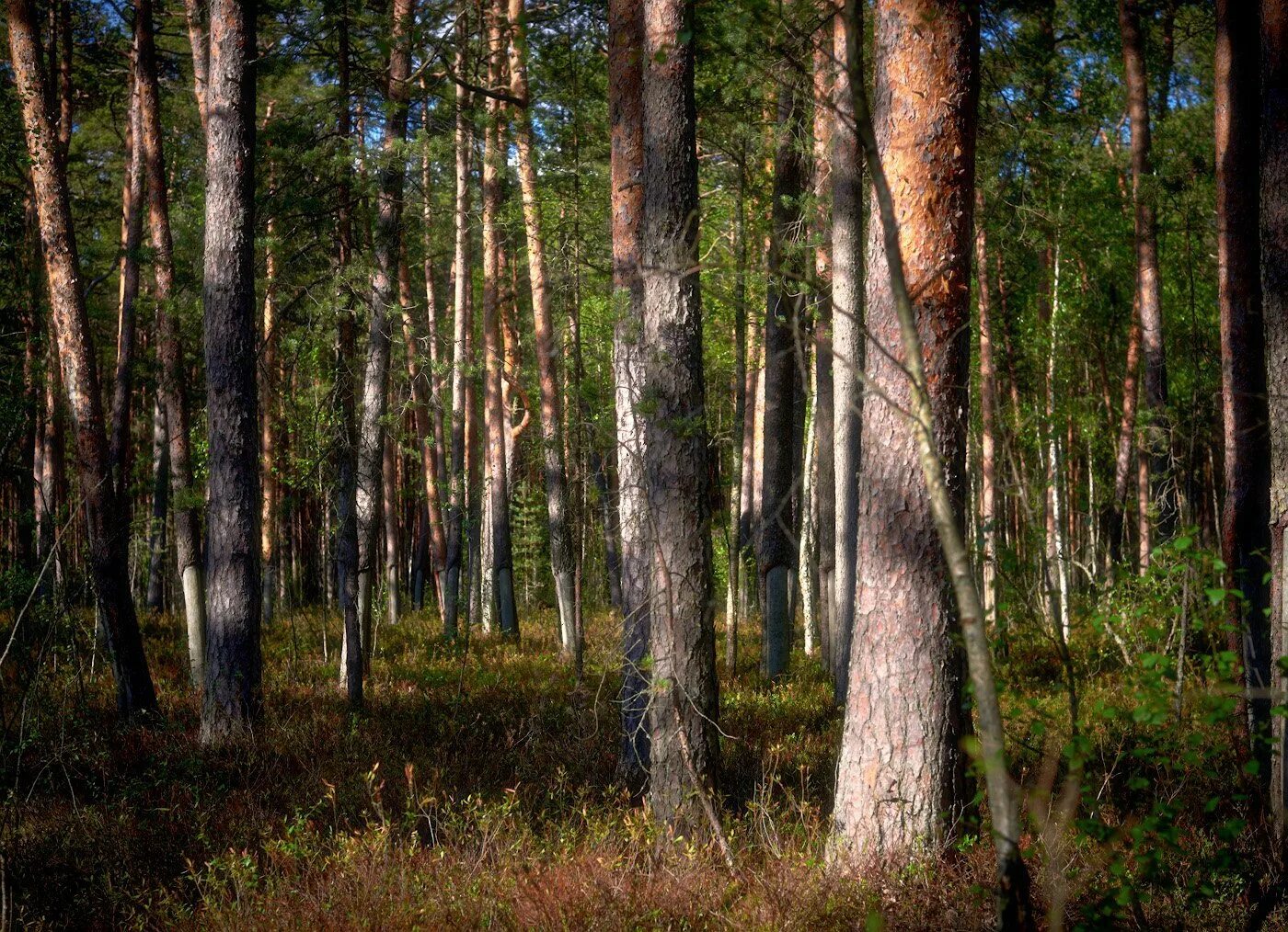 Угрюм река каменка. Угрюмый бор. Угрюмый бор. Лес сосняк брусничник. Угрюмый бор.