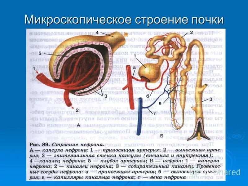 Микроскопическое строение почки анатомия. Микроскопическое строение нефрона. Строение капиллярного клубочка нефрона. Микроскопическое строение почки нефрон. Микроскопическое строение почки нефрон.