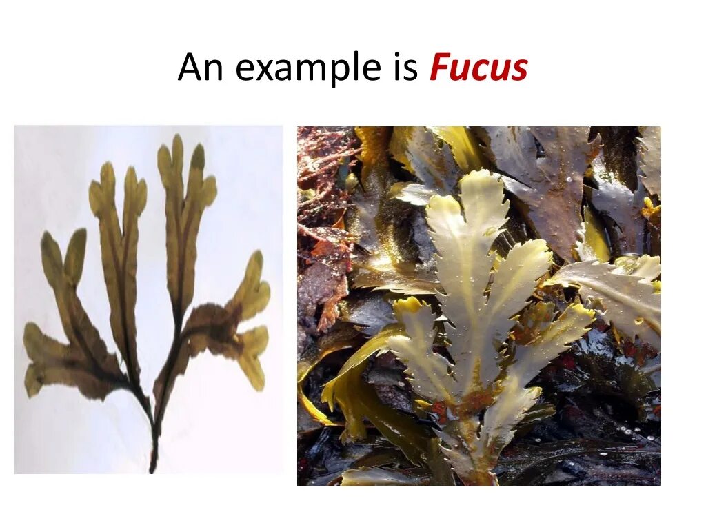 к какой систематической группе относится фукус