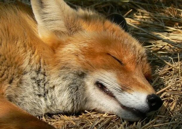 Улыбка лиса. Лисенок улыбается. Фыр фыр. Лиса улыбается. Лисенок улыбается.