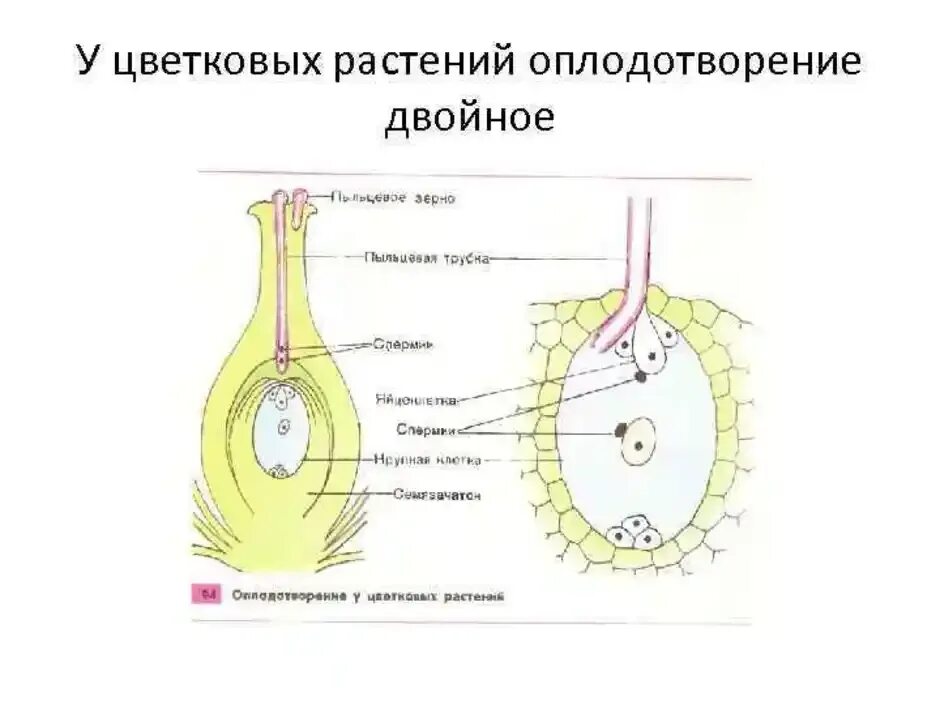 Описание двойного оплодотворения. Процесс оплодотворения у цветковых растений рисунок. Схема оплодотворения у цветковых растений рисунок. Схема двойного оплодотворения у цветковых растений 6. Нарисуйте схему двойного оплодотворения у цветковых растениях.