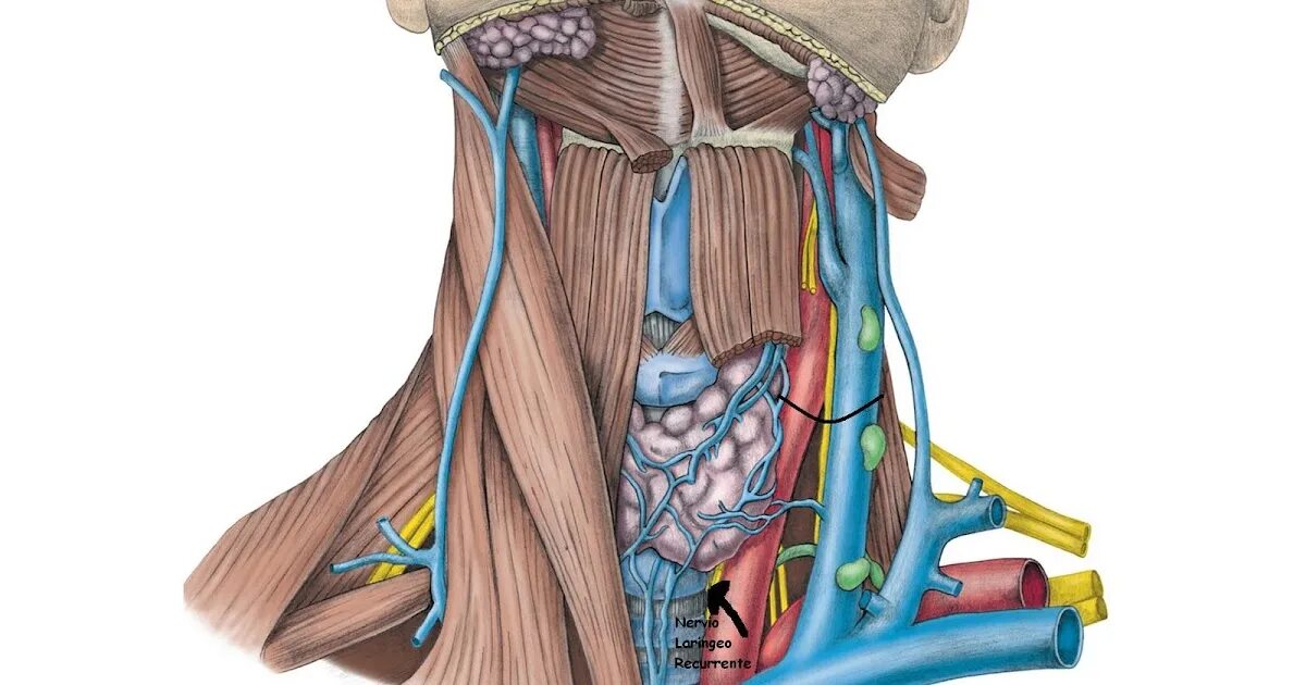 Анатомия шеи. Лимфоузлы шеи анатомия.