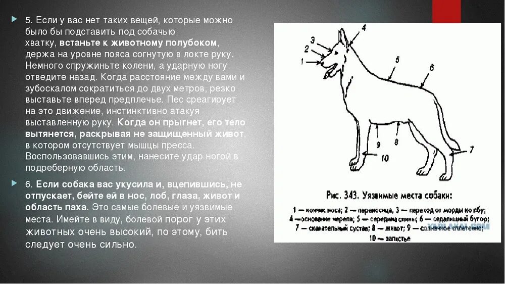 Болевой порог планка текст. Уязвимые места собаки. Слабые места собак. Наиболее уязвимые места у собаки. Самое уязвимое место у собаки.