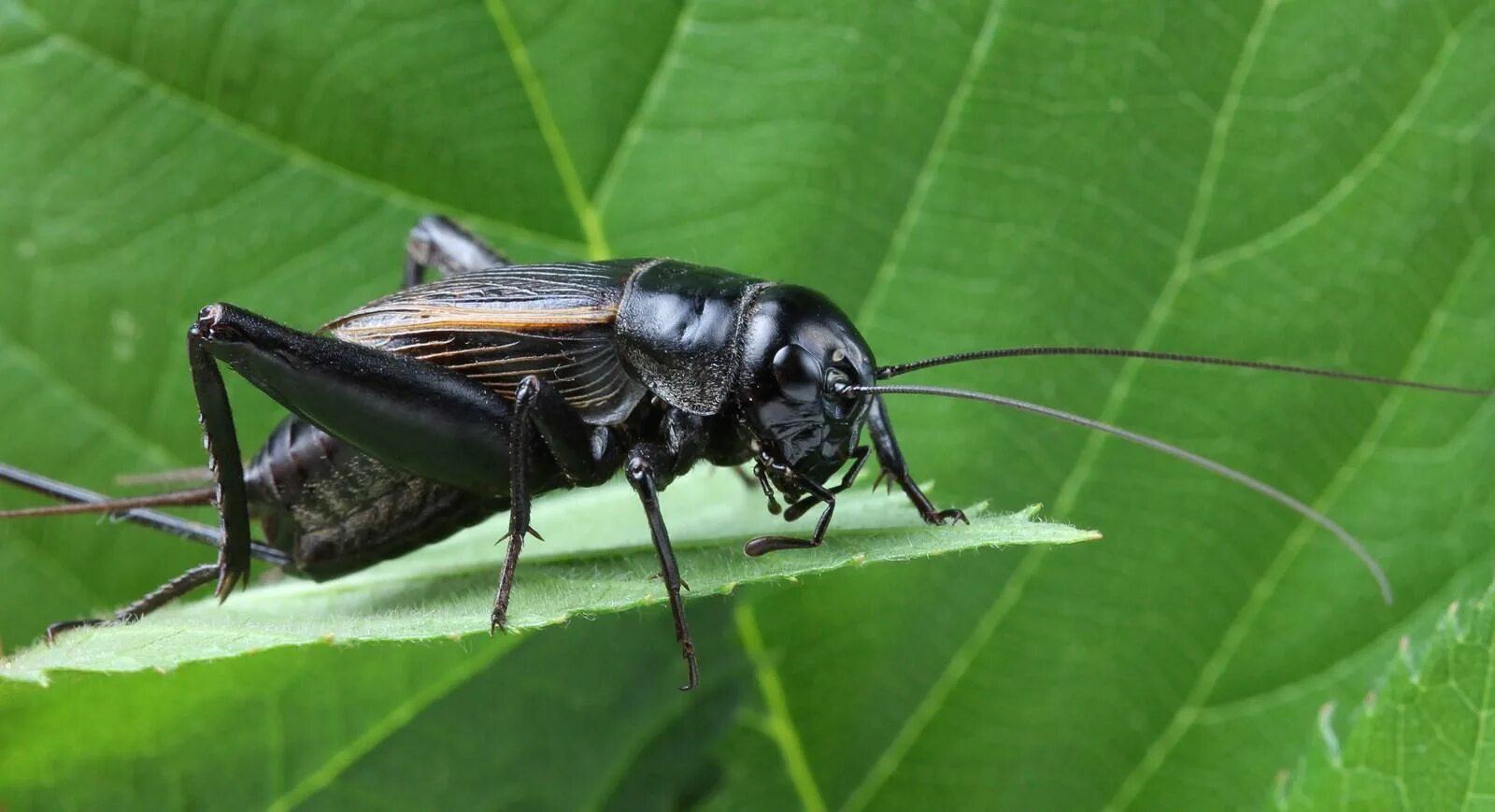 Банановый сверчок (Gryllus assimilis). Черные жуки сверчки. Жук Синекрылка. Черный кузнечик Жук. Сверчки звук для монтажа