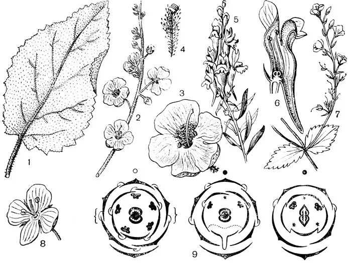 Семейство Норичниковые формула цветка. Норичниковые (Scrophulariaceae). Семейства ботаника