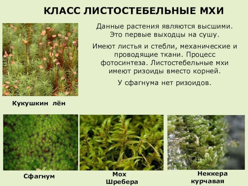 Таблица моховидные печеночные листостебельные. Высшие споровые растения мхи. Листостебельные мхи разделяют на. Класс листостебельные. Листостебельные мхи это 7 класс.