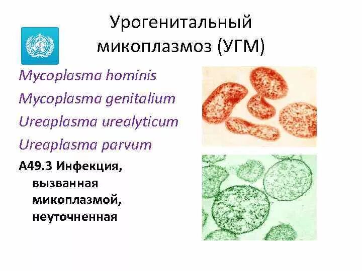 Урогенитальные заболевания, вызванные микоплазмами. Микоплазмоз гениталиум. Возбудитель урогенитального микоплазмоза патогенез.