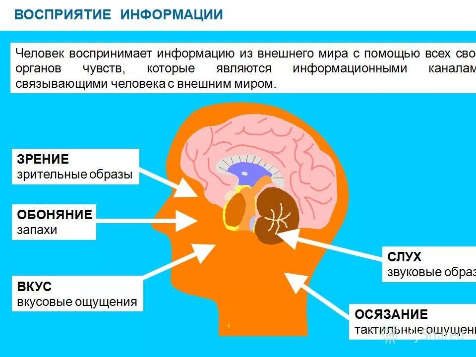 Органы восприятия информации. Восприятие информации человеком. Человек воспринимает информацию. Как мы воспринимаем информма. Как мы воспринимаем информма.