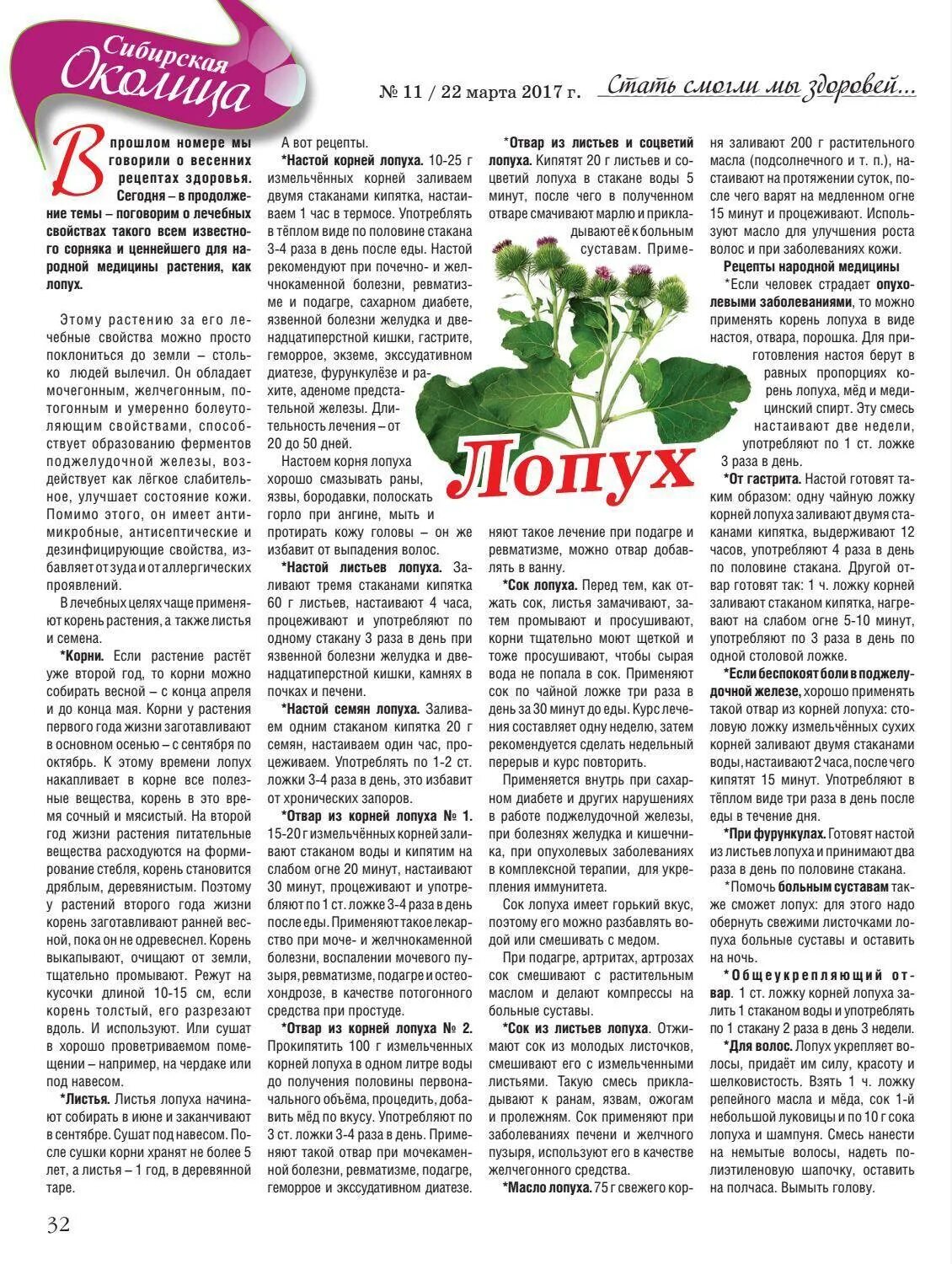 Пейте лист. Сок листьев лопуха лечебные. сок листья лопуха полезные. как принимать сок лопуха. состав сока листьев лопуха.