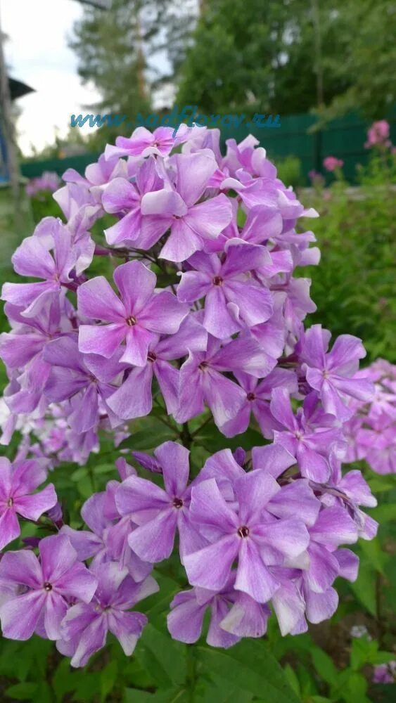 Флоксы вуали