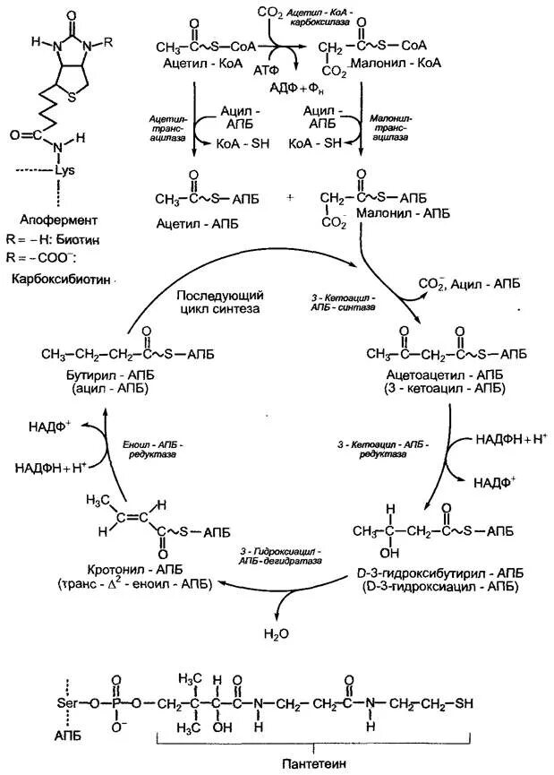 Ацетил коа фермент. Биотин реакции ацетил КОА. Синтез малонил КОА. Ацетил-КОА- карбоксила. Ацетил КОА карбоксилаза биохимия. Образование малонил КОА из ацетил КОА реакция.