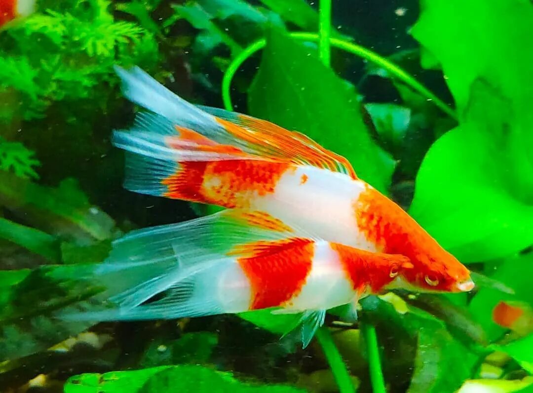 Рыбка меченосец ситцевый. Меченосец кои. Меченосец кои рыбка. Меченосец кои. Меченосец ситцевый.