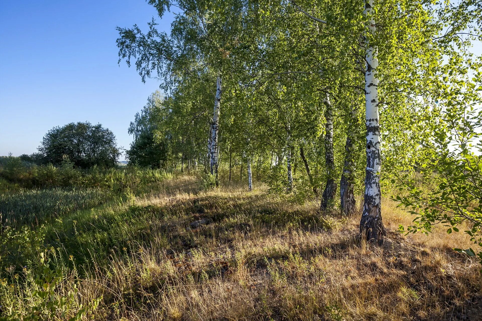 Земельный участок березки. Березы. Русская природа. Природа Березки. Лес березы.