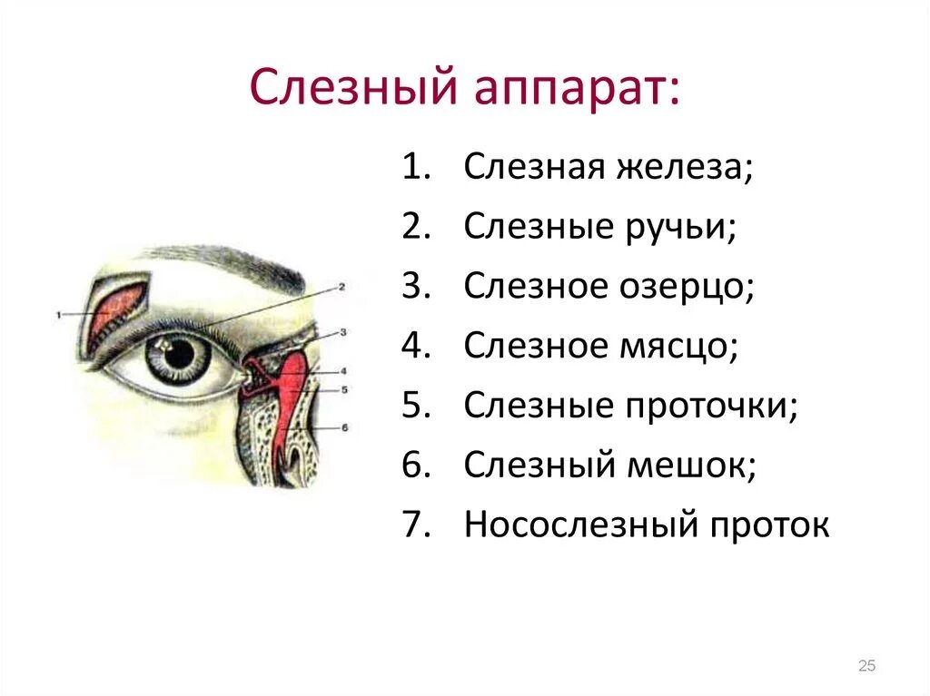 Анатомические структуры слезного аппарата. Слезный аппарат глаза анатомия. Слезоотводящий аппарат глаза строение. Слезопродуцирующий и слезоотводящий аппарат глаза схема. К какой системе относится слезная железа