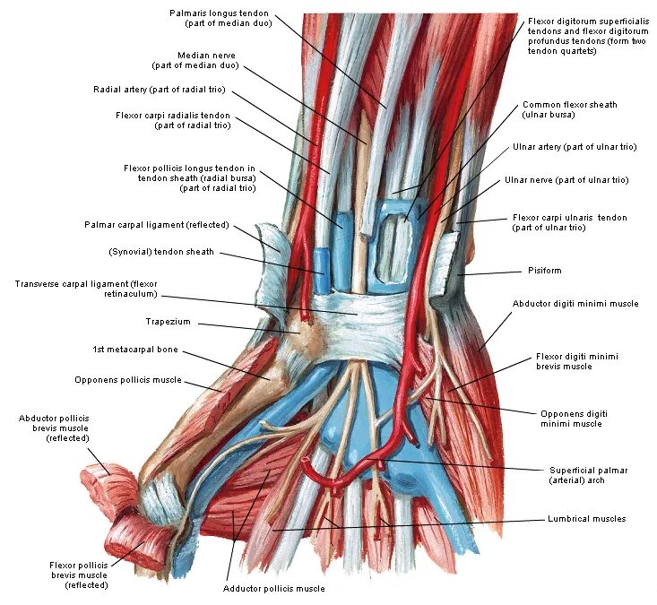 Сгибатель латынь. Retinaculum flexorum. Ligamentum retinaculum flexorum. Canalis Carpi сухожилия. Удерживатель сгибателей запястья.