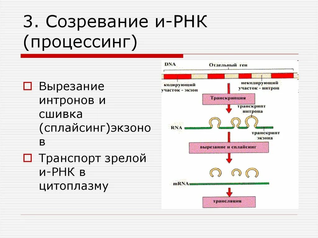 Схема образования ИРНК У эукариот. Процессы, протекающие при созревании про-и-РНК:. Схема процессинга у эукариот. Этапы созревания ИРНК сплайсинг модификация. Процессинг белка этапы