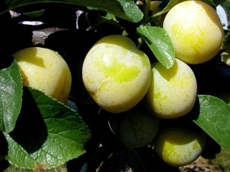 Слива Афаска Желтая купить в питомнике - Эко-Питомник