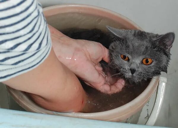 Можно ли мыть кошку обычным