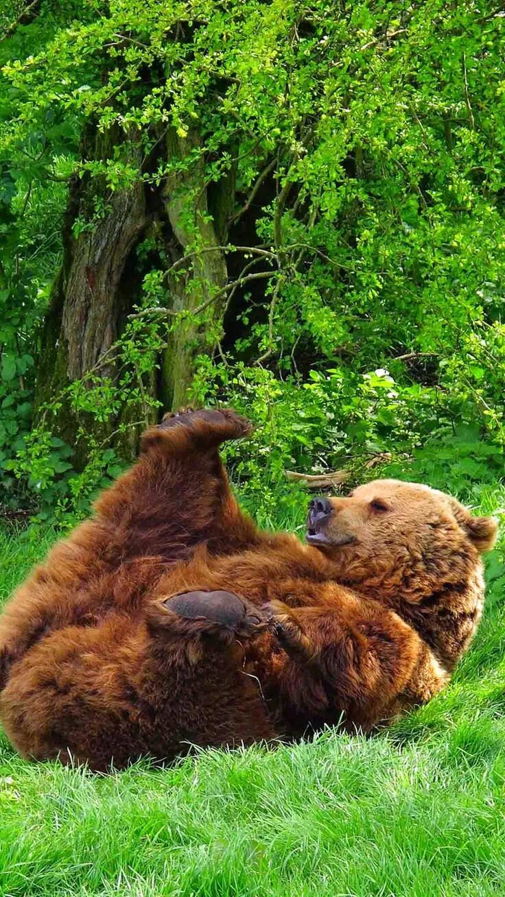 Медведь с цветами. Spring bear. Spring bear. Медведь. Black bear.