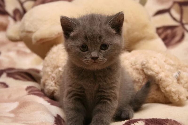 Фото настоящего котенка