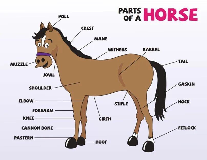 Horse перевести. Части тела лошади. Части тела лошади на английском. У лошади грива части тела. Английская лошадь.