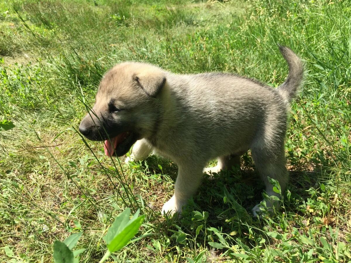 Западно сибирская лайка. Щенок лайки 2 месяца западносибирская лайка. Как выглядит щенок лайки. Щенки зсл лайки. Западносибирская лайка черная.