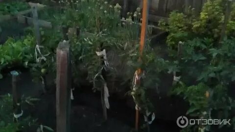 Маг бор для томатов опрыскивание