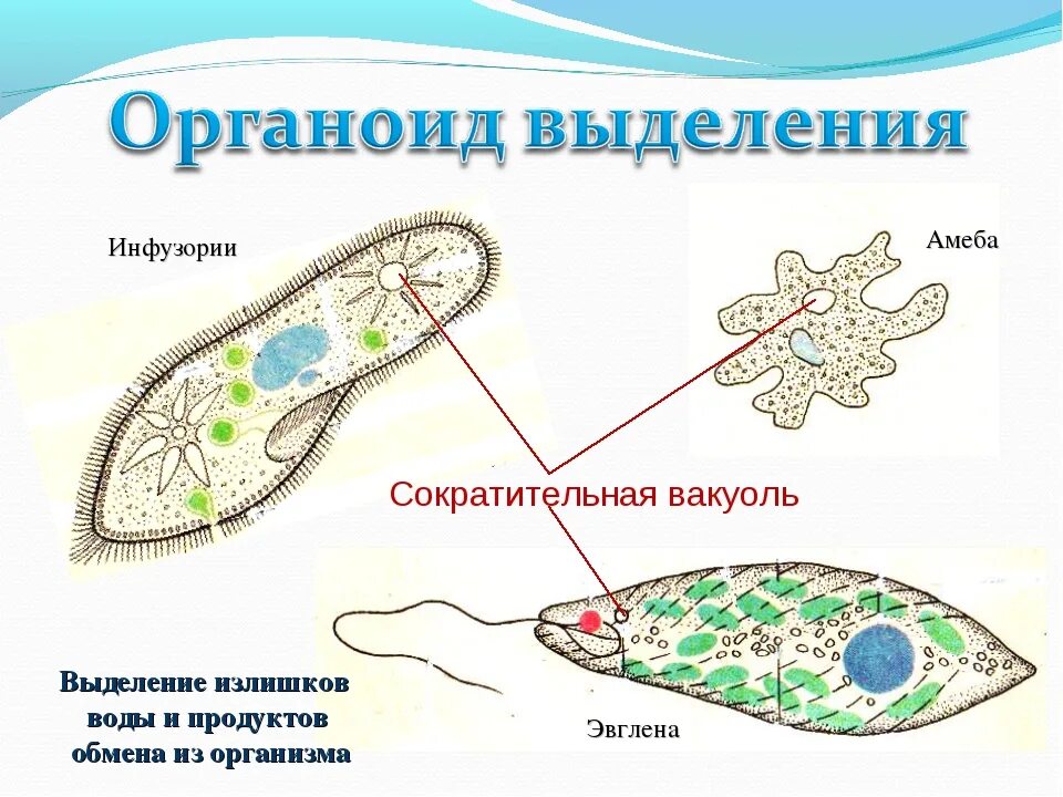 Инфузория туфелька какой органоид. Выделительные вакуоли инфузории. Сократительные вакуоли инфузории туфельки. Выделительная система одноклеточных животных. Выделительная система простейшие амеба.