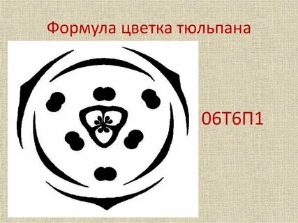 Тюльпан формула цветка